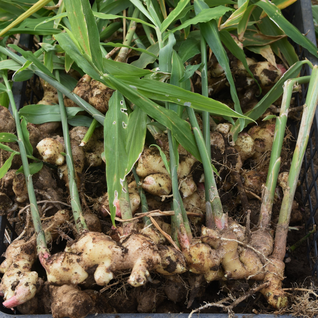 Racine de gingembre | Huile essentielle | Zingiber officinale