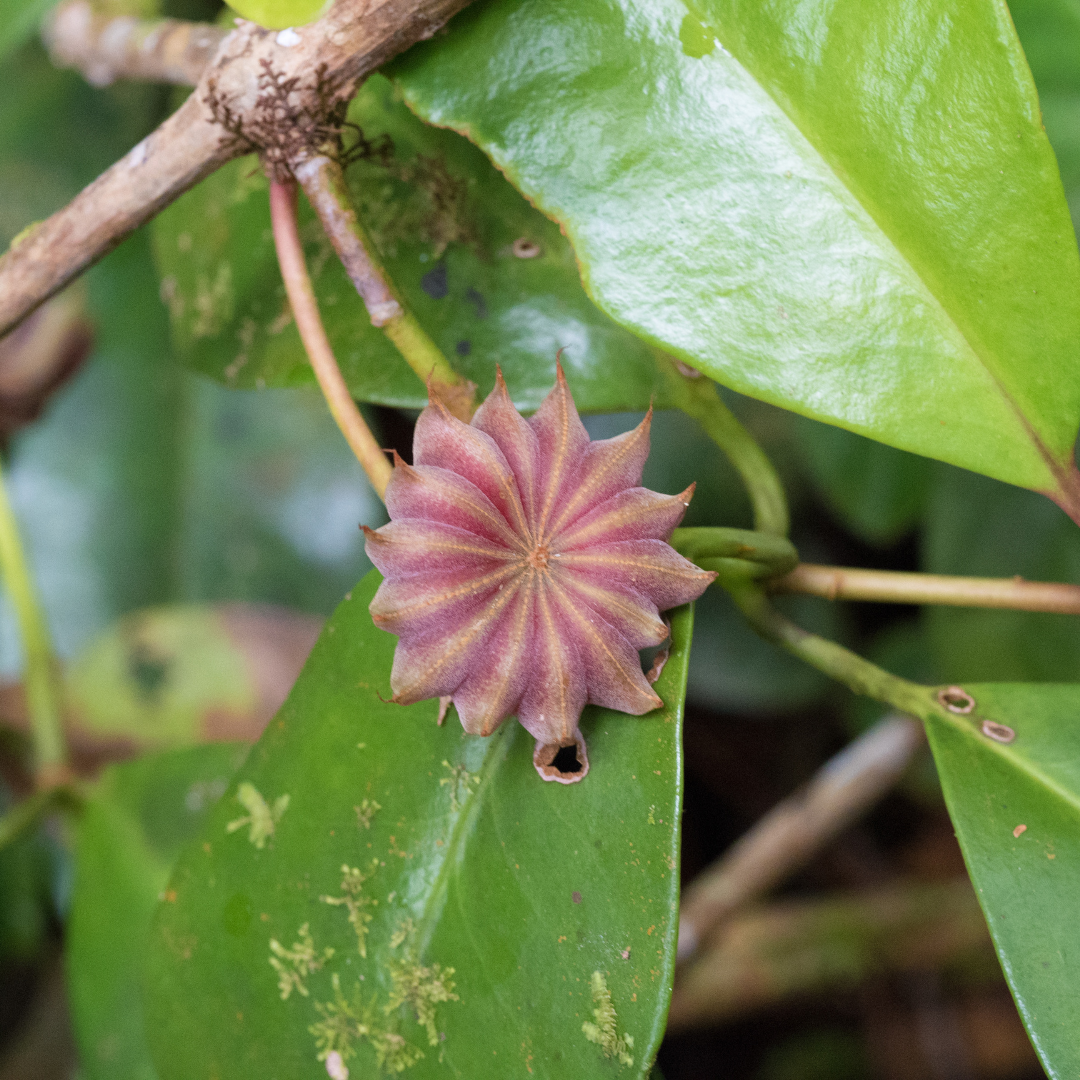 Anis Étoile | Huile essentielle | Illicium verum