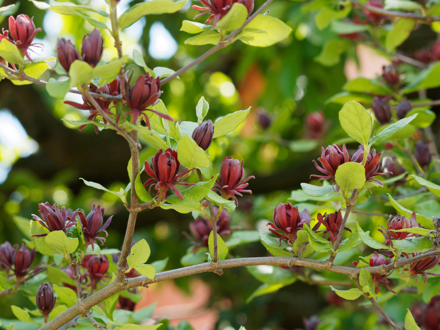 Feuille de piment de la Jamaïque | Huile essentielle | Pimenta Officinalis