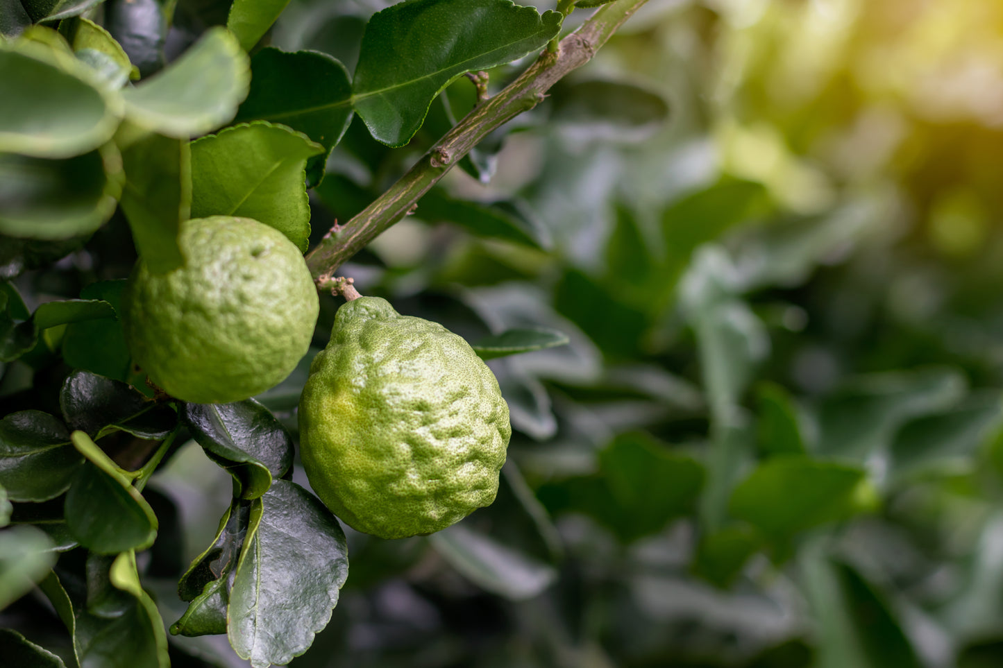 Bergamot | Essential Oil | Citrus bergamia