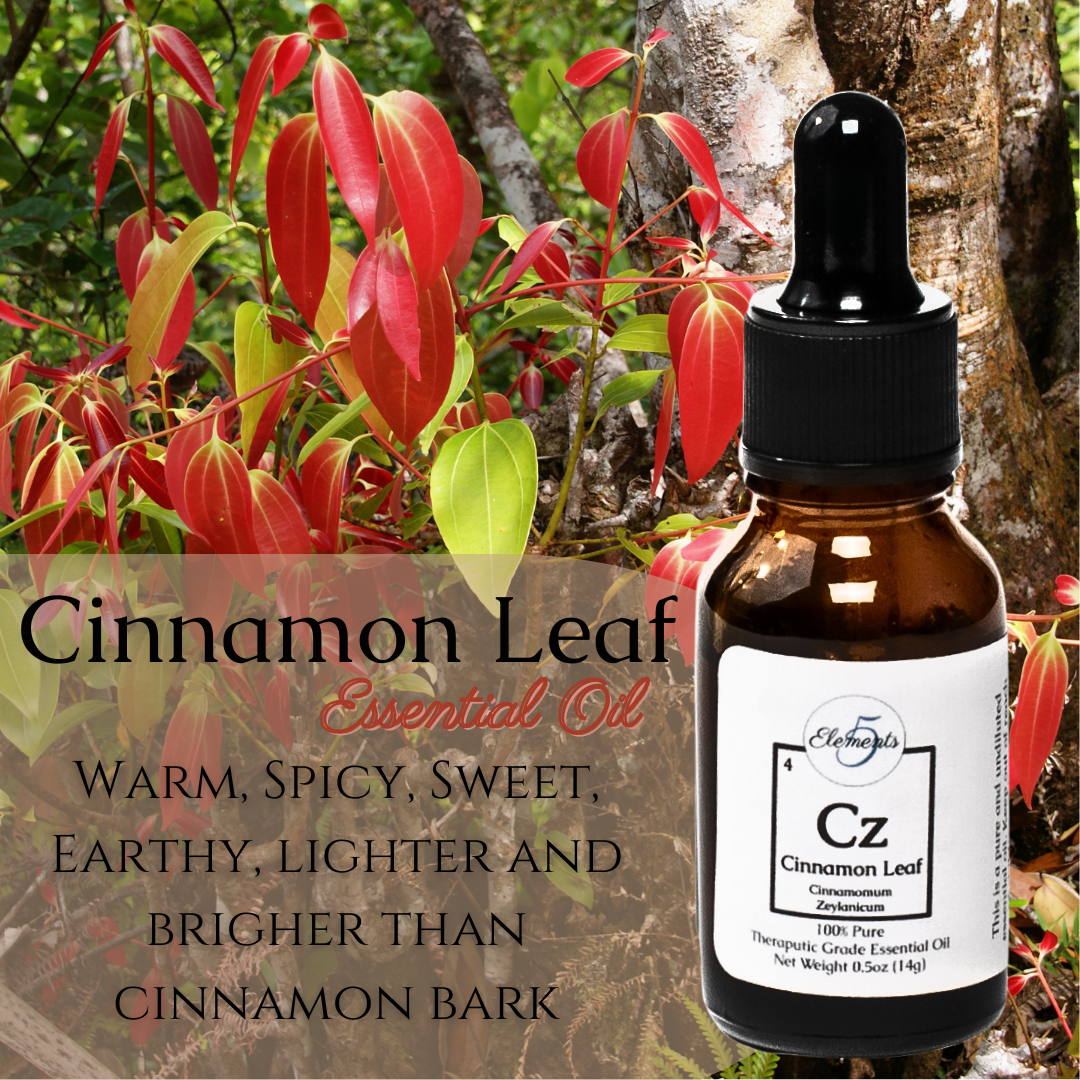 Cinnamon Leaf | Essential Oil | Cinnamomum Zeylanicum