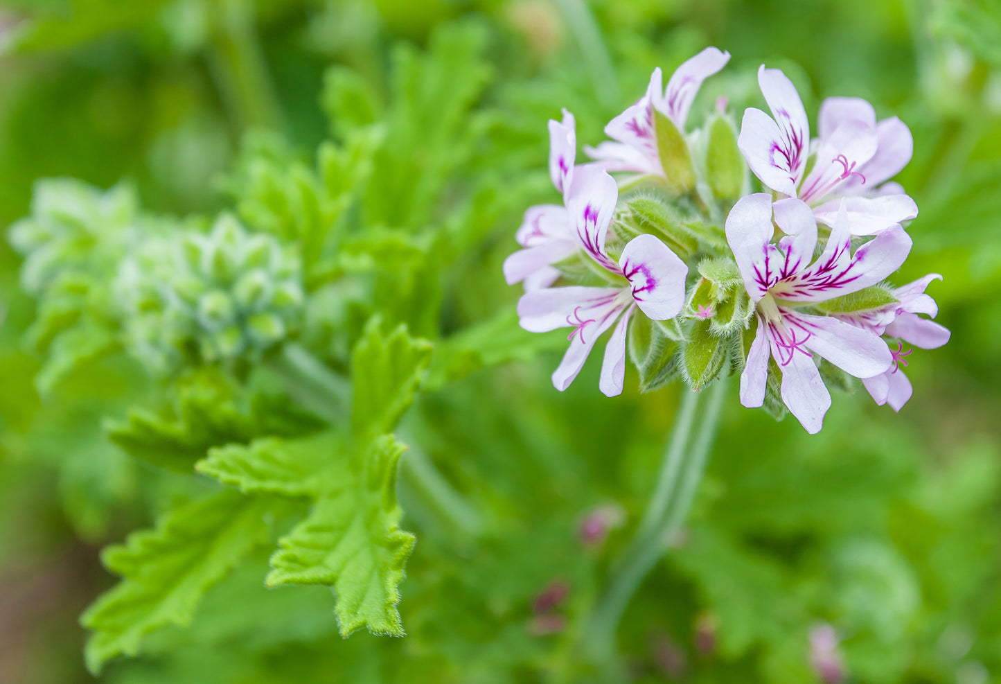 Geranium | Essential Oil | Pelargonium graveolens