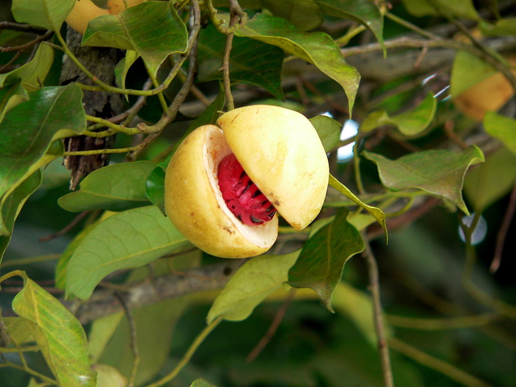 Nutmeg | Essential Oil | Myristica Fragrans