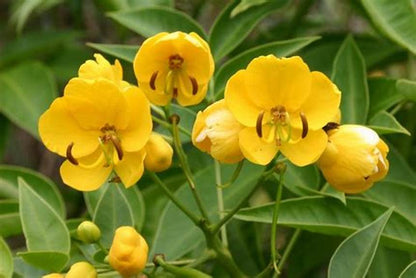 casia | Aceite Esencial | Cinnamomum casia