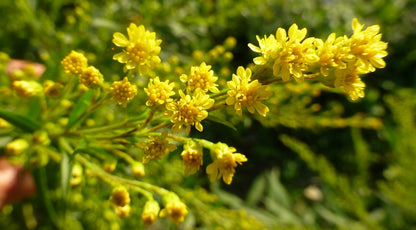 Huile essentielle de citronnelle de Java | Cymbopogon Nardus