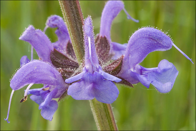 Clary Sage | Essential Oil | Salvia sclarca