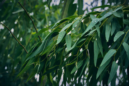 Eucalyptus | Essential Oil | Eucalyptus globulus