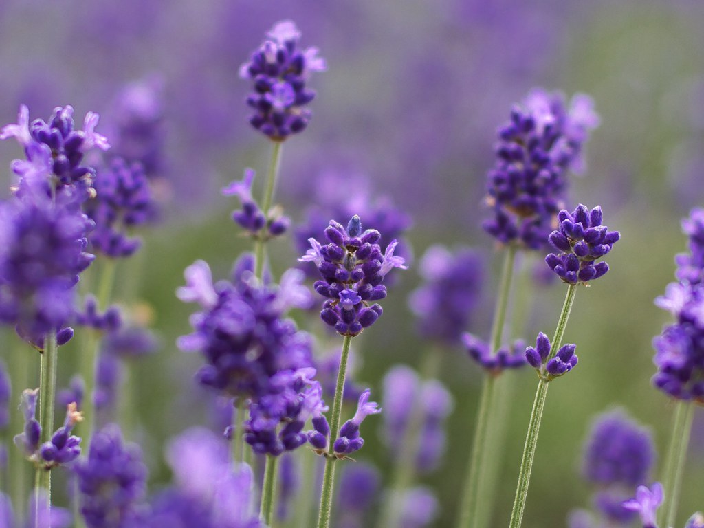 Lavande 40/42 | Huile essentielle | Lavandula angustifolia