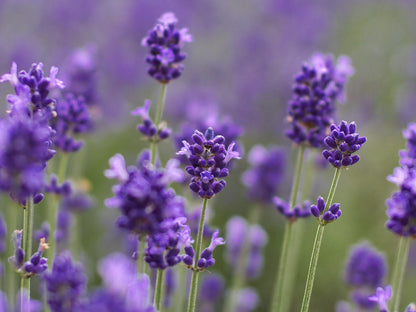 Lavande 40/42 | Huile essentielle | Lavandula angustifolia