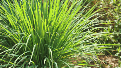 Aceite esencial de limoncillo | Cymbopogon Schoenanthus