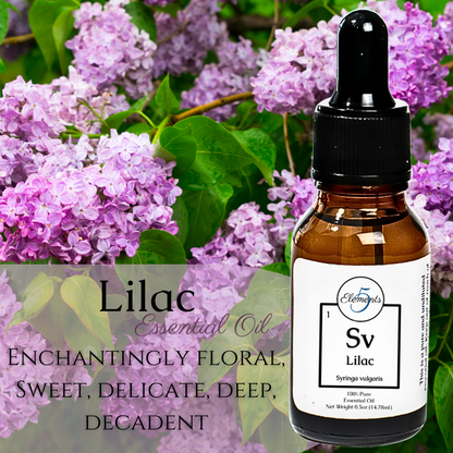 Lilac | Essential Oil | Syringa vulgaris