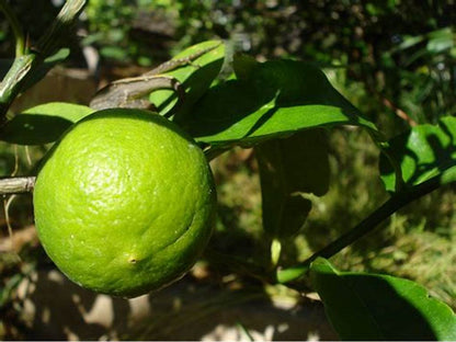 Aceite esencial de lima destilada | Citrus aurantifolia