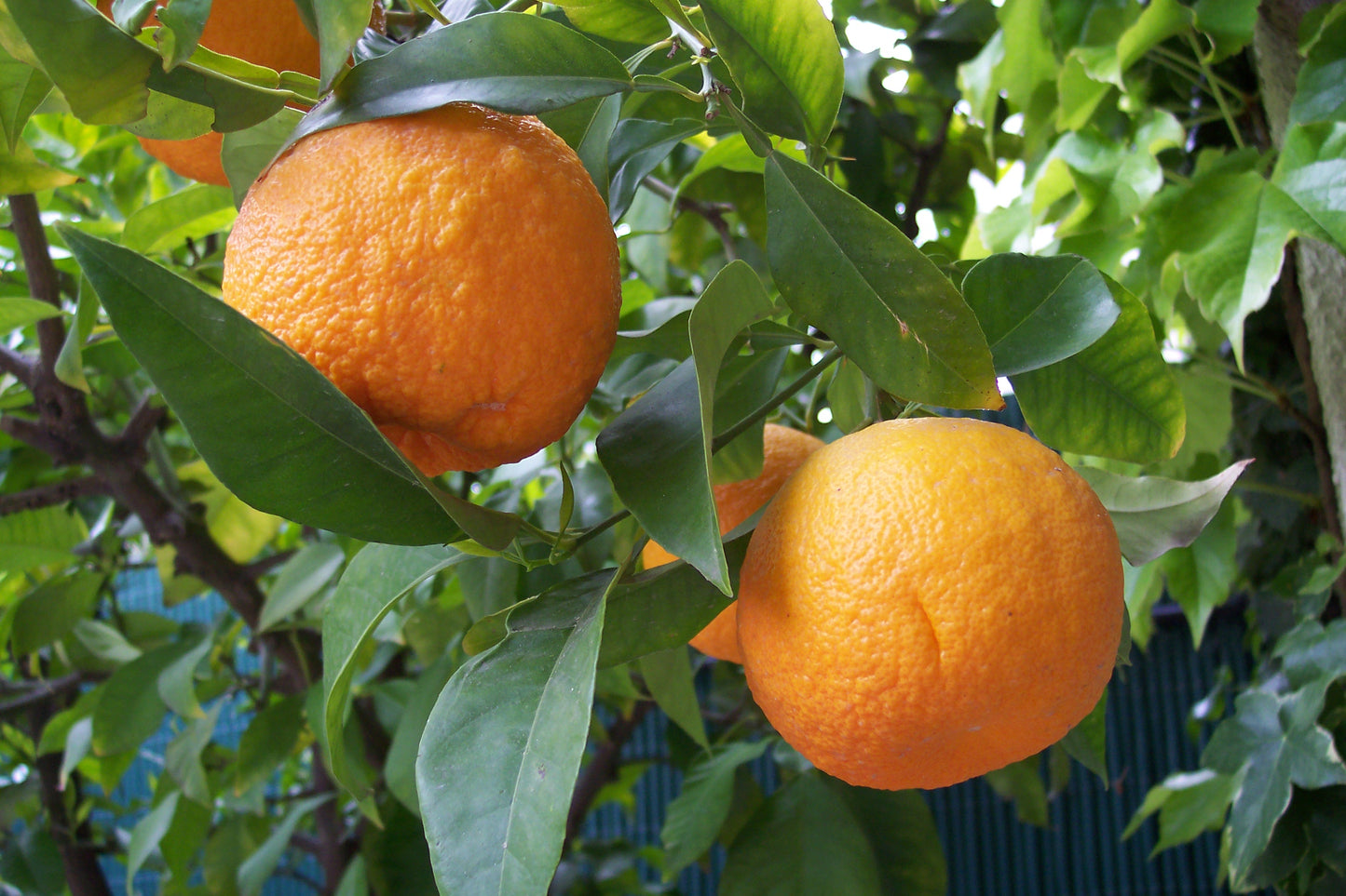 Orange douce | Huile essentielle | Agrumes Aurantium Dulcis