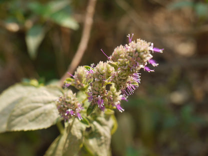 Patchouli Dark | Essential Oil | Pogostemon Cablin