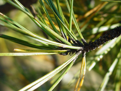 Aceite esencial de agujas de pino | Pinus sylvestris