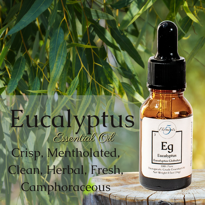 Eucalyptus | Essential Oil | Eucalyptus globulus